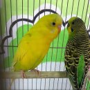 인천조류원 이미지