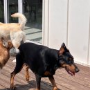 썸바디독스 파주분점 | 🐾 썸바디독스 유치원 등원기