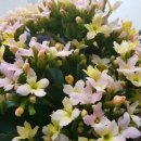 양태극권 이미지