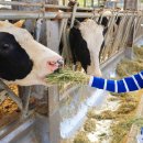 서화목장 이미지