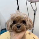 도그 살롱초코 이미지