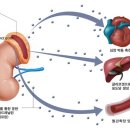 부신수질 호르몬 아드레날린[adrenaline] 이미지