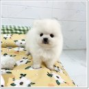 마마스미독강아지분양 - 김해시 율하3로 103 | 마마스미독강아지분양