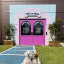 퍼피힐(PUPPY HILL) | 파주 애견카페 퍼피힐 강아지 동반 나들이 운동장 뛰뛰 포토존 많음 주의