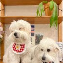 스위트 피피 이미지