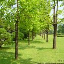 푸른나무 이미지