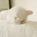 신부의집