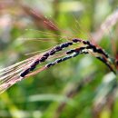 쇠똥구리마을 이미지