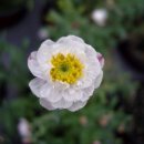 로단테(Rhodanthe) 이미지