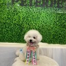 피터펫카페본점 이미지