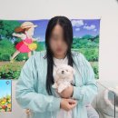 1893 | 말티즈분양 멍냥스타 애견전문 분양 방문 후기 (1893)