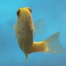 황쏘가리 이미지