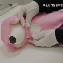 반려동물 토탈 케어 이미지