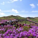 황매산 철쭉제 이미지