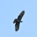 소청도의 벌매(Crested Honey Buzzard) 이미지