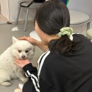 행복하개 반려동물 센터 | [공지] 서울 유기견 카페 다시사랑받개 평일 방문 후기, 커피 한 잔으로 기부도 가능해!