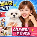 (주)정수사료 | 강아지 눈물자국 완벽 관리! 브랜드 비교 + 실내 놀이 루틴 공개