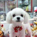 쭈 애견미용 이미지