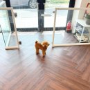 올웨이즈 반려견 미용실 이미지