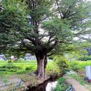 느티나무마을 이미지