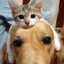 고양이 모자 이미지