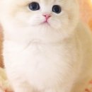 강남고양이분양 호야캣 이미지