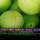 윤희숙 약선 요리 명인 1호, 명인의 비법 매실청/천기누설/기치유센터 이미지