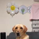 레오메디 이미지