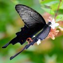 긴꼬리제비나비 4 이미지