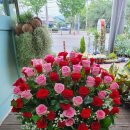 백송이꽃화원 이미지