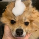 해운대자연유치원 | 부산 애견 유치원 광안리 펫스유치원의 하루