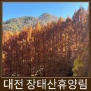 터미널매점 | 대전 여행지 추천 장태산자연휴양림 대중교통 이용 팁과 매점 후기(20번 버스 시간표)