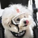 어울리개 이미지