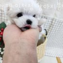 펫앤펫 인천점 강아지분양의 모든것 이미지