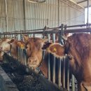 소진한우 이미지