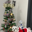 멍멍한끼 이미지