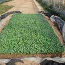 성하농장 이미지