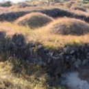 돌담과 초록 이미지