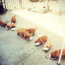 개판오분전 이미지