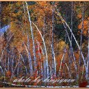 자작나무 이미지