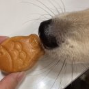 까까요dog