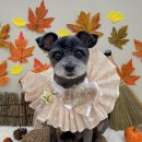 쁘띠아키 이미지