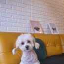 김고은그루밍# 이미지