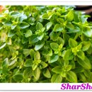 하얀허브 이미지