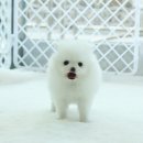화이트포메라니안 이미지