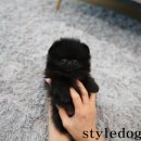 올바르개 이미지