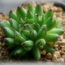 도토리우주선 이미지