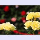 곡성-051 이미지