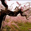 복사꽃피는마을 이미지