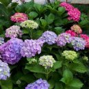 전원민박 이미지